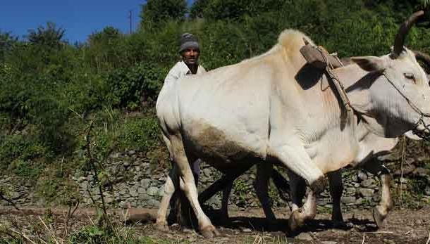 कहानी : मोतिया