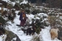 तिब्बती कौओं की भाभर प्रवास यात्रा और भारी बर्फबारी के संकेत