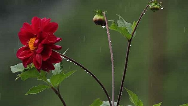 पहाड़ी बारिश की ध्वनियां