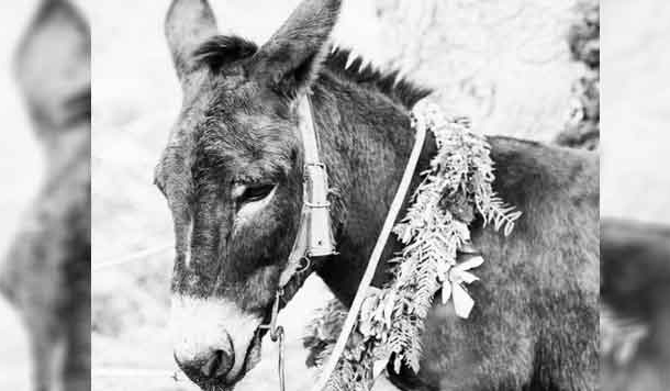 सुल्ताना डाकू और कल्लू धोबी का गधा