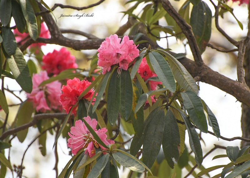 Red pink Rhododendron
