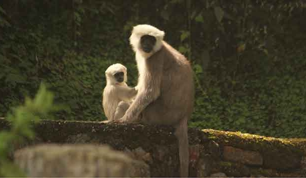 लोक कथा : कछुए ने बन्दरों से बदला लिया