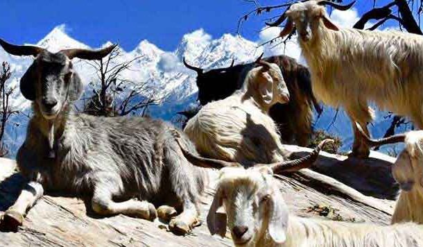 एक बकरा जिसने बाघ और सियार को साथ में ढेर किया