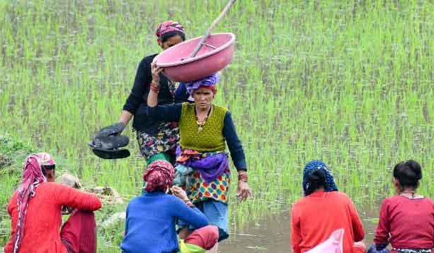 हर दिन हरेला जीने वाली पहाड़ की महिलाएं