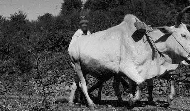 अबूझ पहेली से कम नहीं हैं पहाड़ की कुछ प्रचलित मान्यताएं