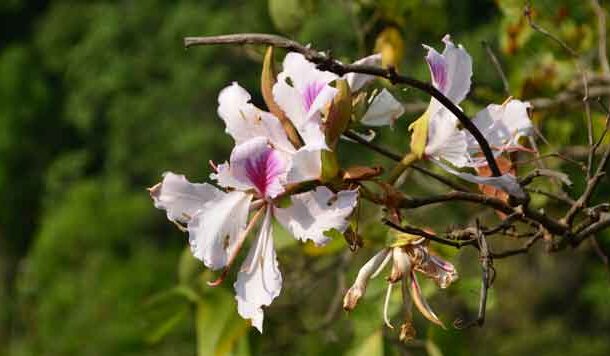 पहाड़ में बसंत और एक सर्वहारा पेड़ की कथा व्यथा