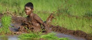 Natural farming Budget 2024