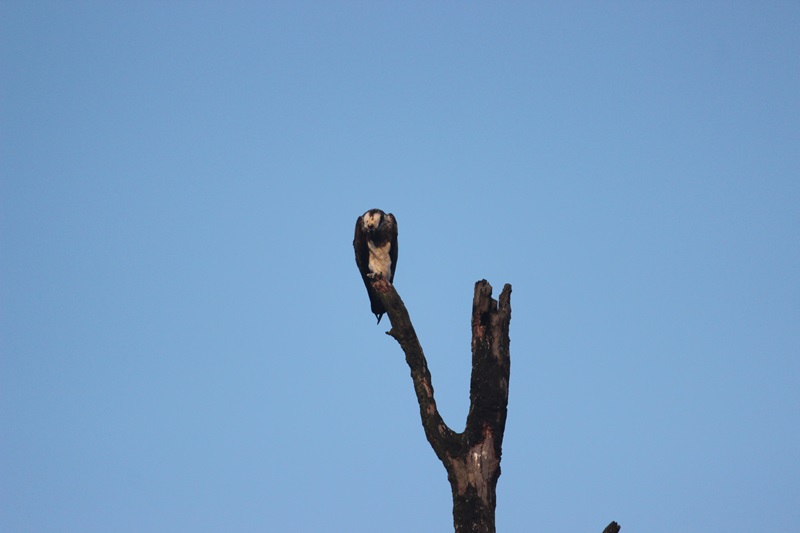 History Jim Corbett Park