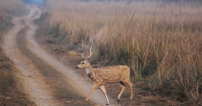 जिम कॉर्बेट नेशनल पार्क का इतिहास