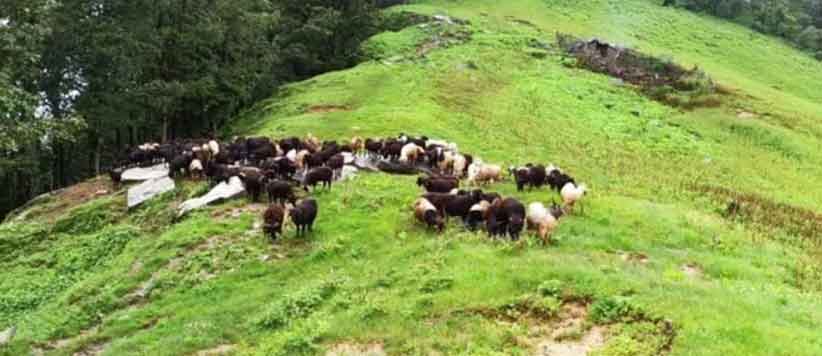 'लाया' हिमालयी गाँवों की आर्थिकी की रीढ़ पशुपालकों का मेला