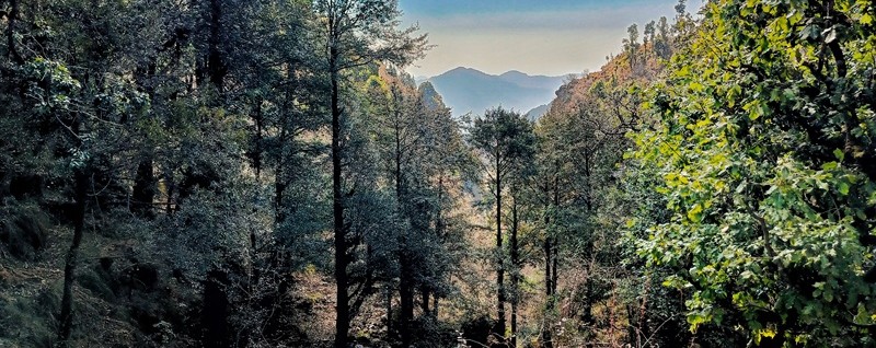 Himalayan Boxwood Tree Himalayas