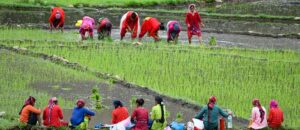 The Role of Women in Uttarakhand