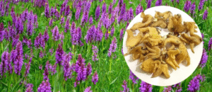 Himalayan medicinal plants Uttarakhand hindi