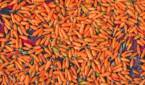 अल्मोड़े की लखौरी मिर्च