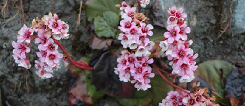 उत्तराखंड के पेड़-पौधे: लोकज्ञान और औषधीय सत्य