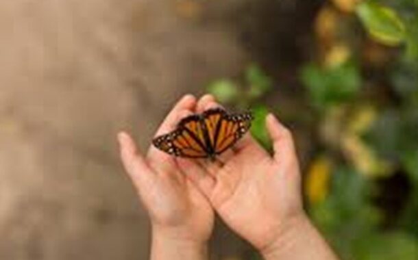 फूल, तितली और बचपन