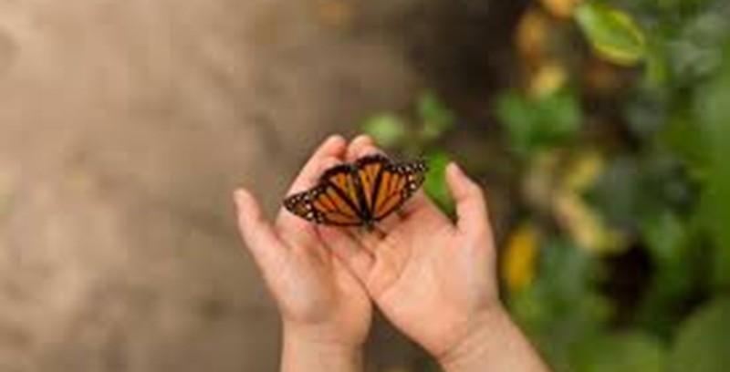 Flowers Butterflies and Childhood