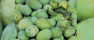 Unique Mango Story