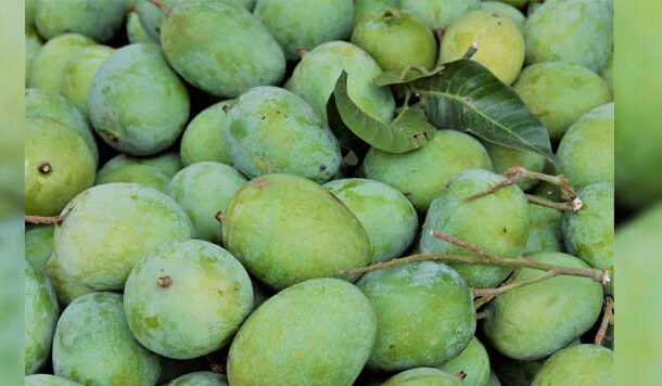 दिव्य आम का स्वाद जीभ पर नहीं पेट के सबसे चोर हिस्से पर कब्ज़ा जमाता है