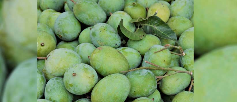 दिव्य आम का स्वाद जीभ पर नहीं पेट के सबसे चोर हिस्से पर कब्ज़ा जमाता है