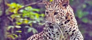 human animal conflict uttarakhand Hindi
