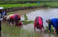 हरेला: प्रकृति, परंपरा और विज्ञान का अद्भुत संगम