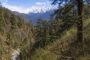 रिंगाल आधारित शिल्प : उत्तराखण्ड का एक परम्परागत कुटीर उद्योग