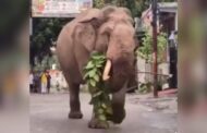 खड़कमाफी के जीवन में एक दशक से विचरते एकदंत गजराज