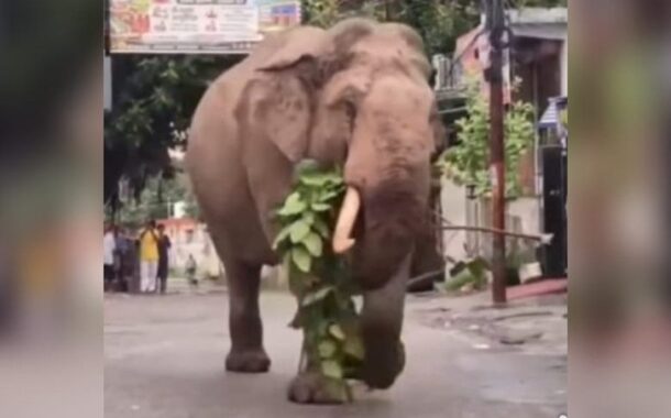 खड़कमाफी के जीवन में एक दशक से विचरते एकदंत गजराज