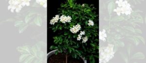 murraya paniculata hindi